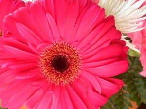 Flowers delivered 14Nov2011