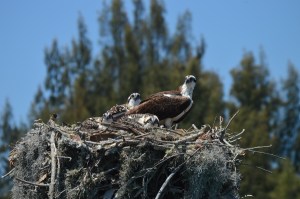 Osprey Nest